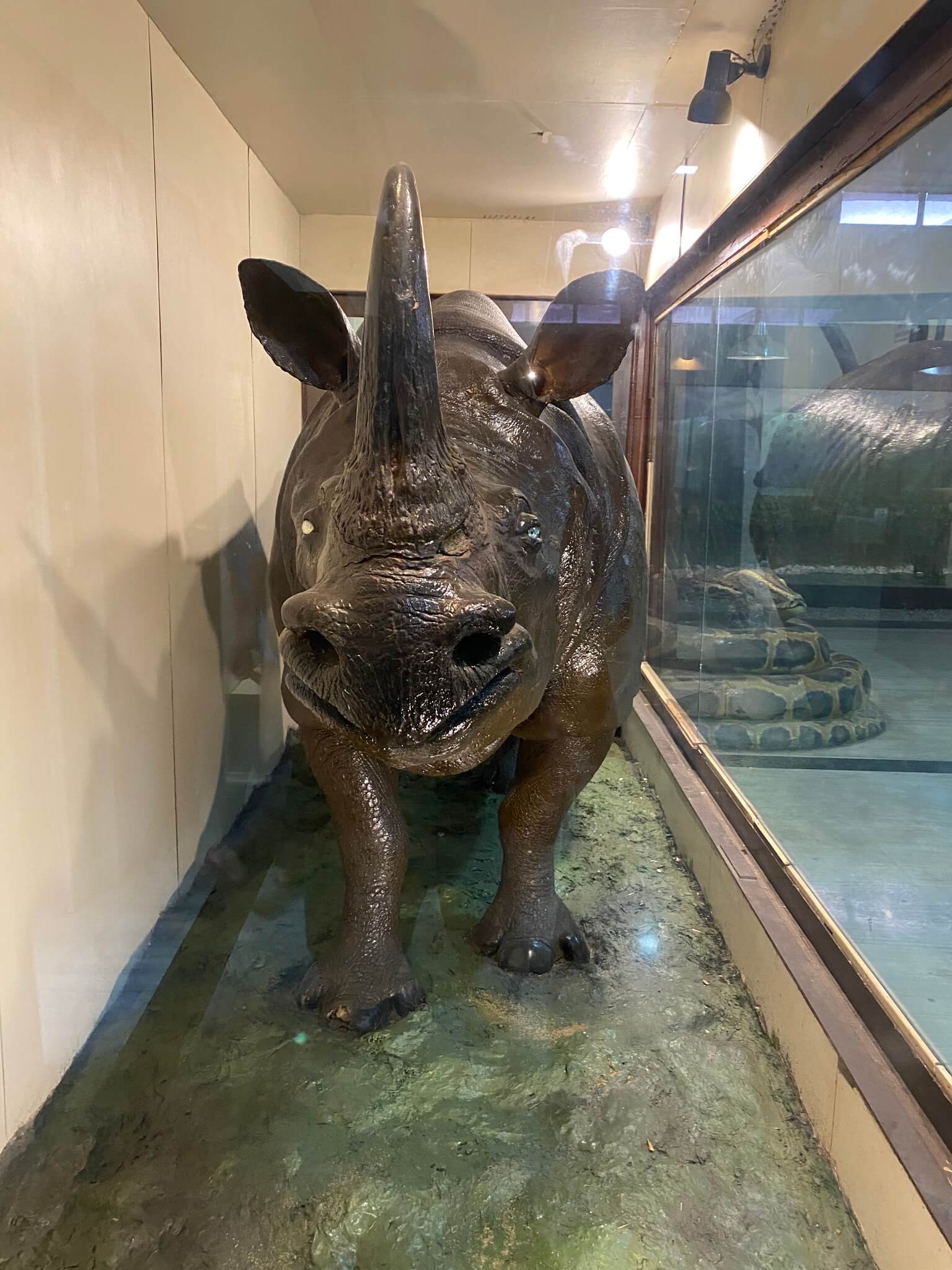 preserved_rhinos